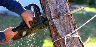 Best Emergency Tree Removal  in Yountville, CA