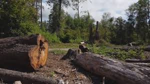 Best Tree Removal  in Yountville, CA