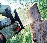 Best Tree and Shrub Care  in Yountville, CA