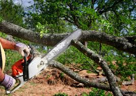 Best Lawn Maintenance Plans  in Yountville, CA