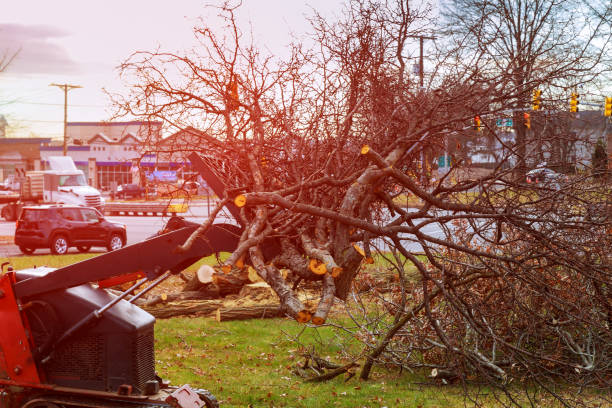 Best Root Management and Removal  in Yountville, CA