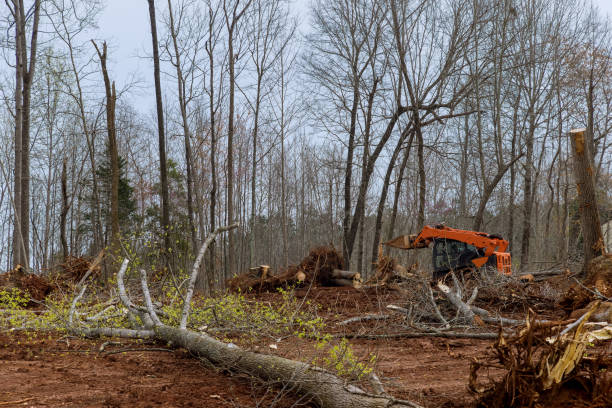 Best Lot and Land Clearing  in Yountville, CA