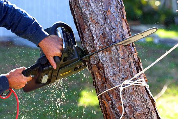 Best Tree Mulching  in Yountville, CA