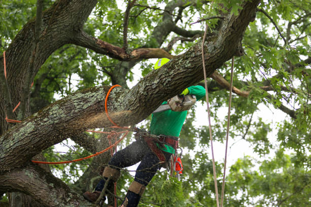 How Our Tree Care Process Works  in  Yountville, CA