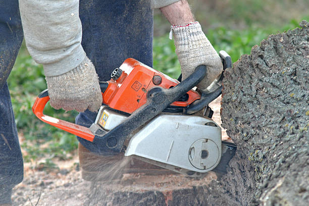 Best Utility Line Clearance  in Yountville, CA