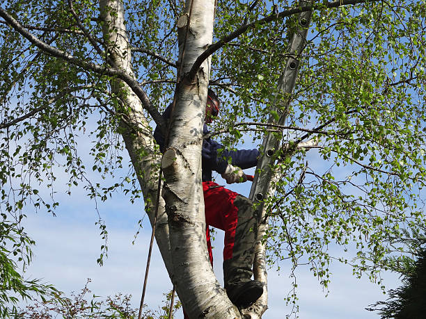 Best Tree Disease Treatment  in Yountville, CA