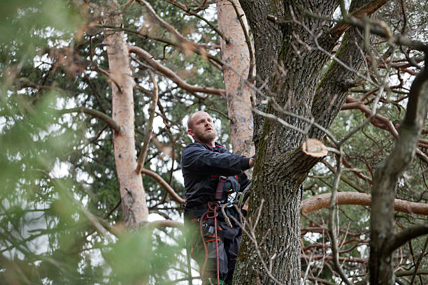 Best Tree Preservation Services  in Yountville, CA