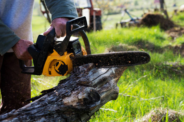 Best Storm Damage Tree Cleanup  in Yountville, CA